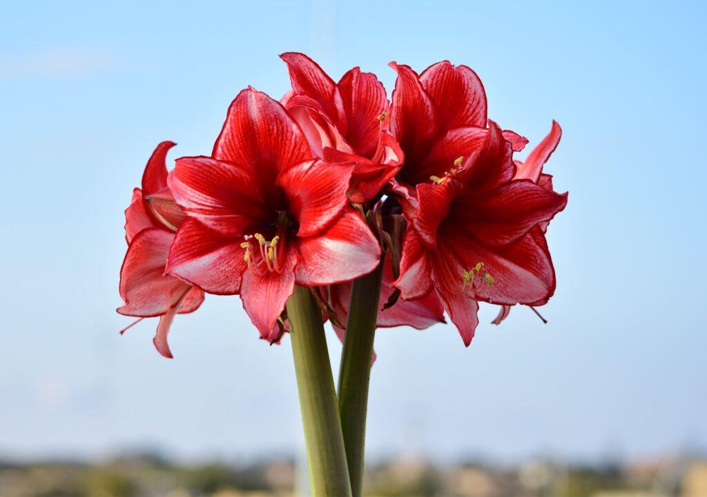 Cómo cuidar una flor de pascua