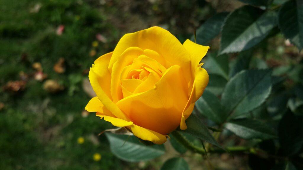 Significado de los colores de las rosas