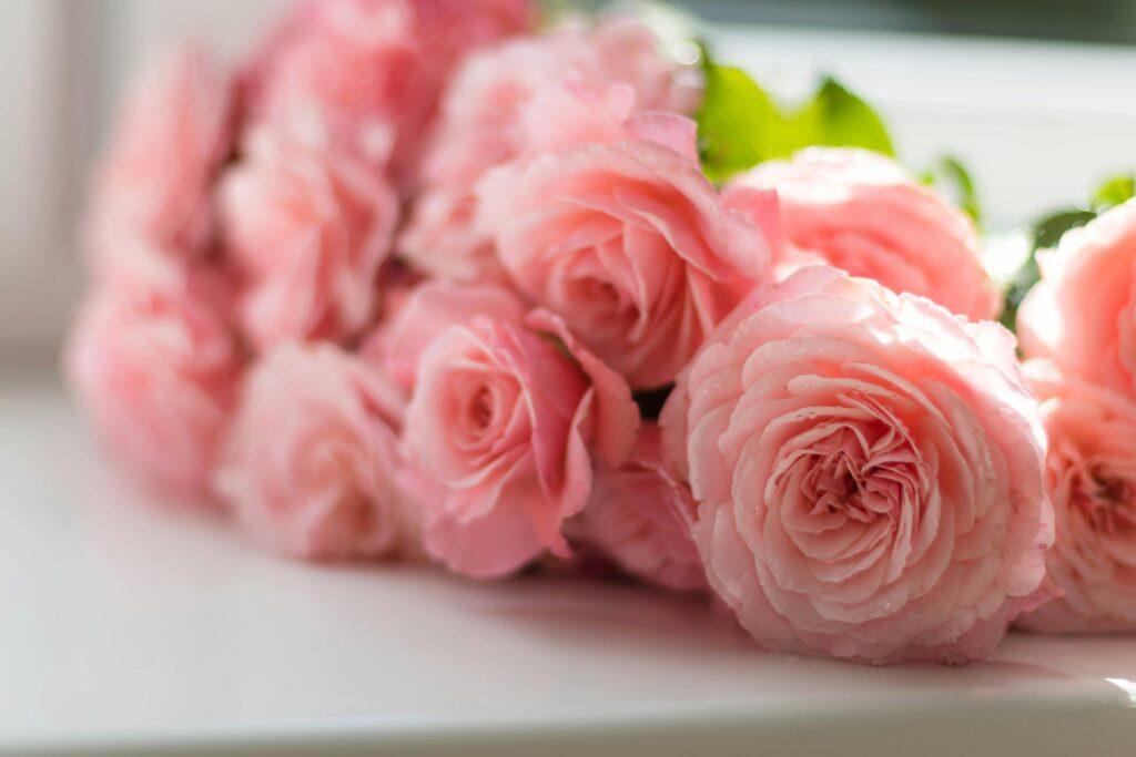 Significado de los colores de las rosas
